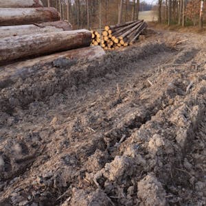 Auch in Morsbach werden die Waldwege durch die Erntearbeiten von Holz mehr in Anspruch genommen. Grund sind vor allem Käferbefall und Sturmschäden.