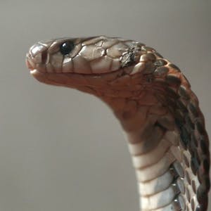 Kobra Schlange dpa