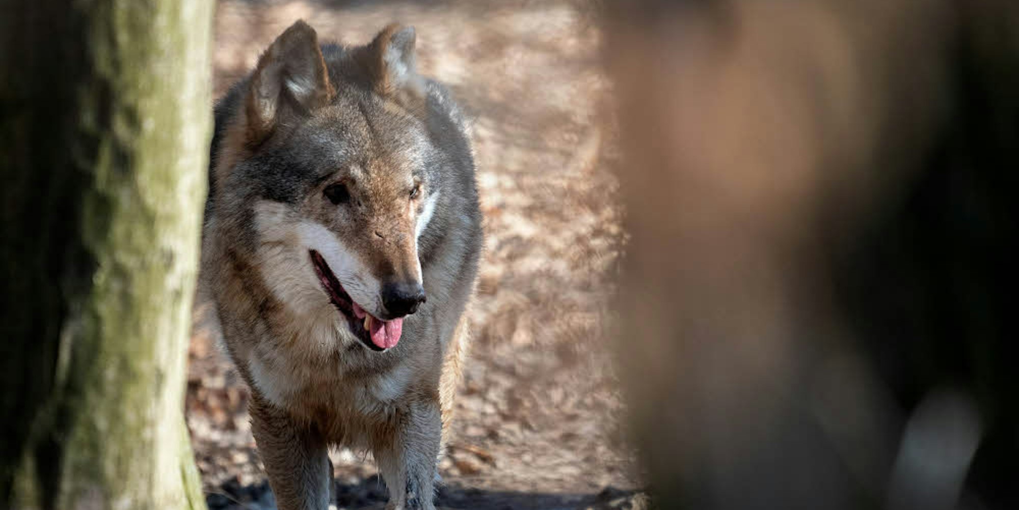 Nach der Ausweisung des Wolfsgebiets wird in der Region kontrovers über den Umgang mit dem Tier diskutiert, wenn es denn in der Eifel heimisch wird.