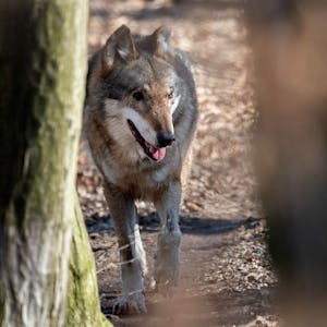 Nach der Ausweisung des Wolfsgebiets wird in der Region kontrovers über den Umgang mit dem Tier diskutiert, wenn es denn in der Eifel heimisch wird.