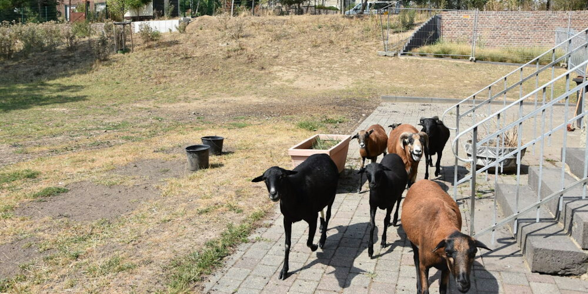 Eine kleine Herde Kamerunschafe kümmerte sich in den vergangenen Wochen um die Rasenpflege im Pastoratsgarten von St. Remigius. Jetzt sprießt es auch hier nicht mehr allzu üppig.