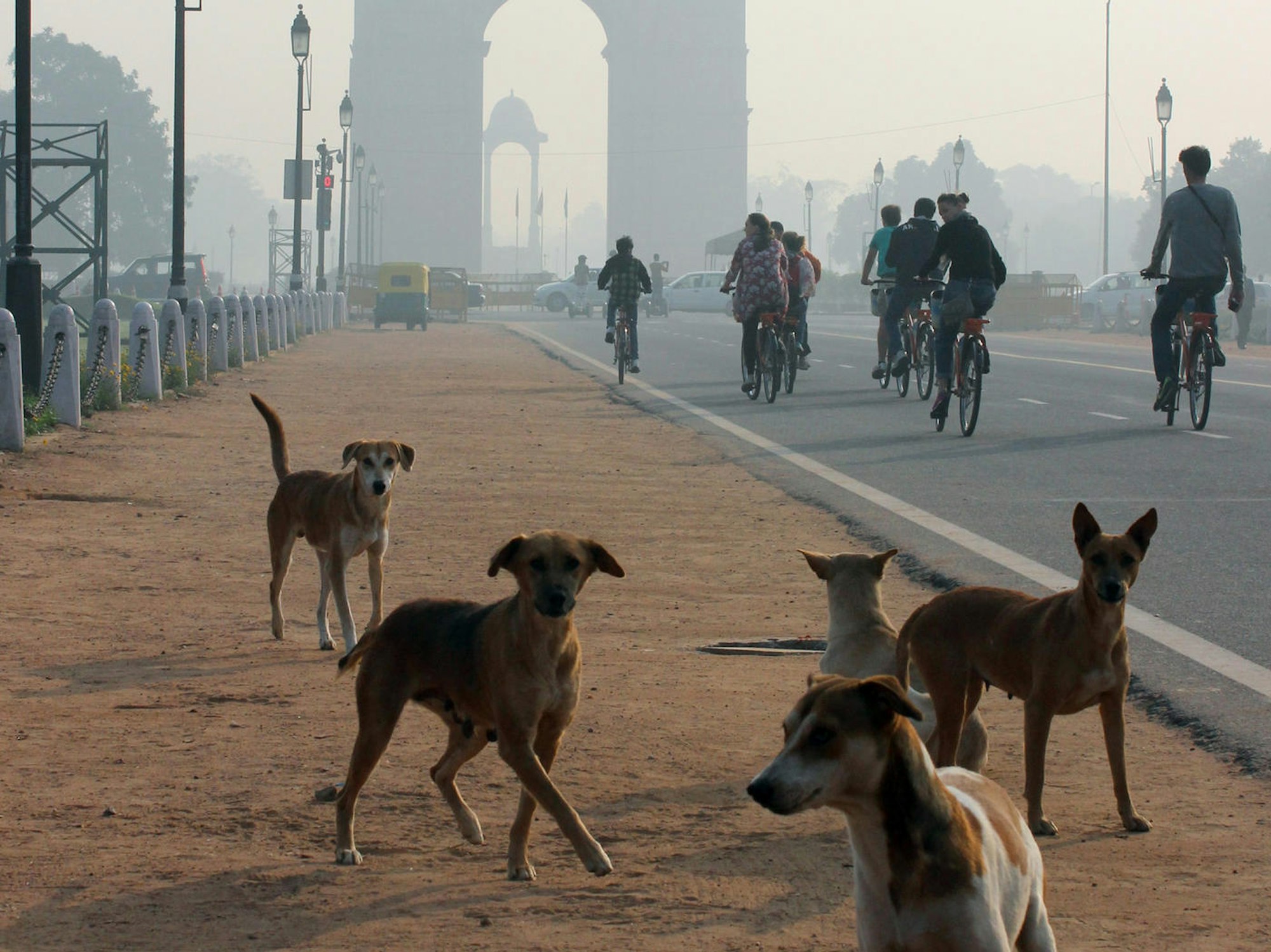 Tollwut streunende Hunde in Neu Delhi Indien