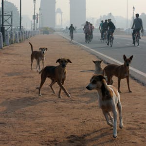 Tollwut streunende Hunde in Neu Delhi Indien