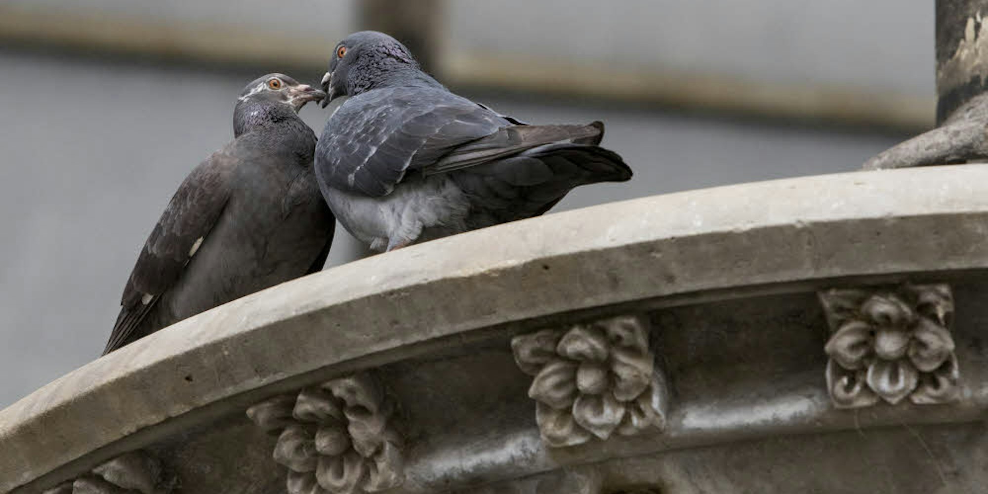 Taubenpaare verbringen viel Zeit miteinander.