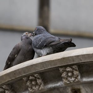 Taubenpaare verbringen viel Zeit miteinander.