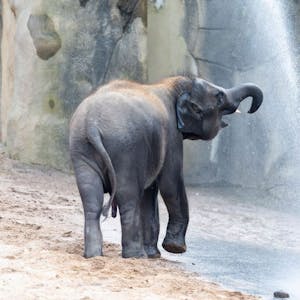 elefant_zoo