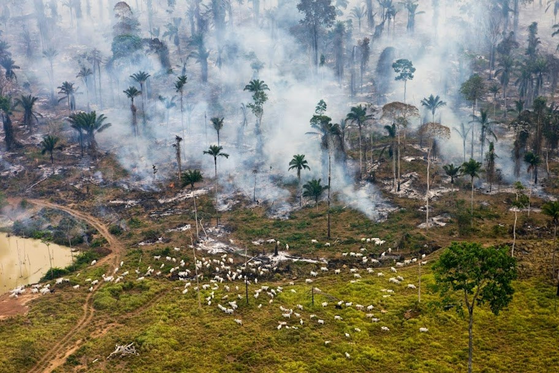 Brasilien: Brennender Amazonas-Regenwald
