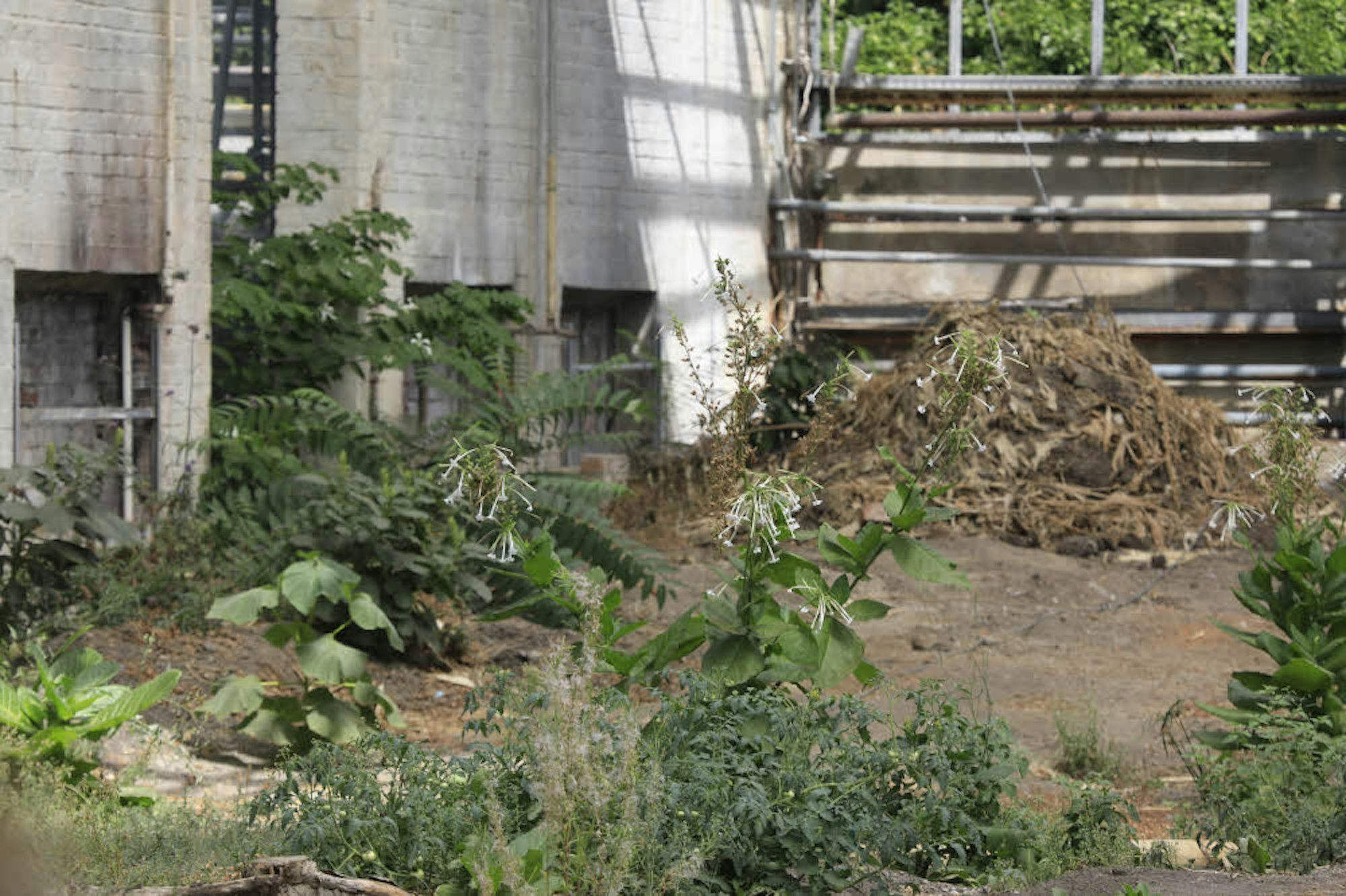 Neu gewachsene Bananenstauden und Tabakpflanzen im halb abgerissenen Gewächshaus