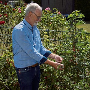 Den Reifegrad der Johannisbeeren begutachtet Phänologe Willi Schumacher. Insgesamt hält er die Entwicklung von 45 Pflanzenarten im Blick.