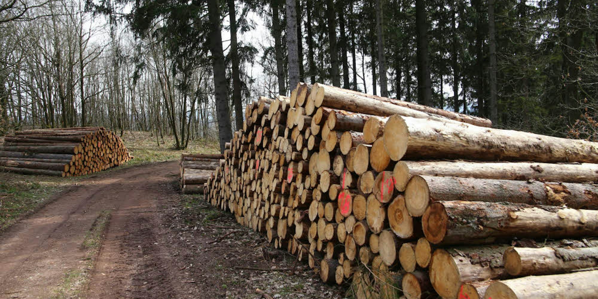 Bis Ende des Jahres wird das Rundholz, das hier abfahrbereit gestapelt ist, vom Landesbetrieb Wald und Holz vermarktet.