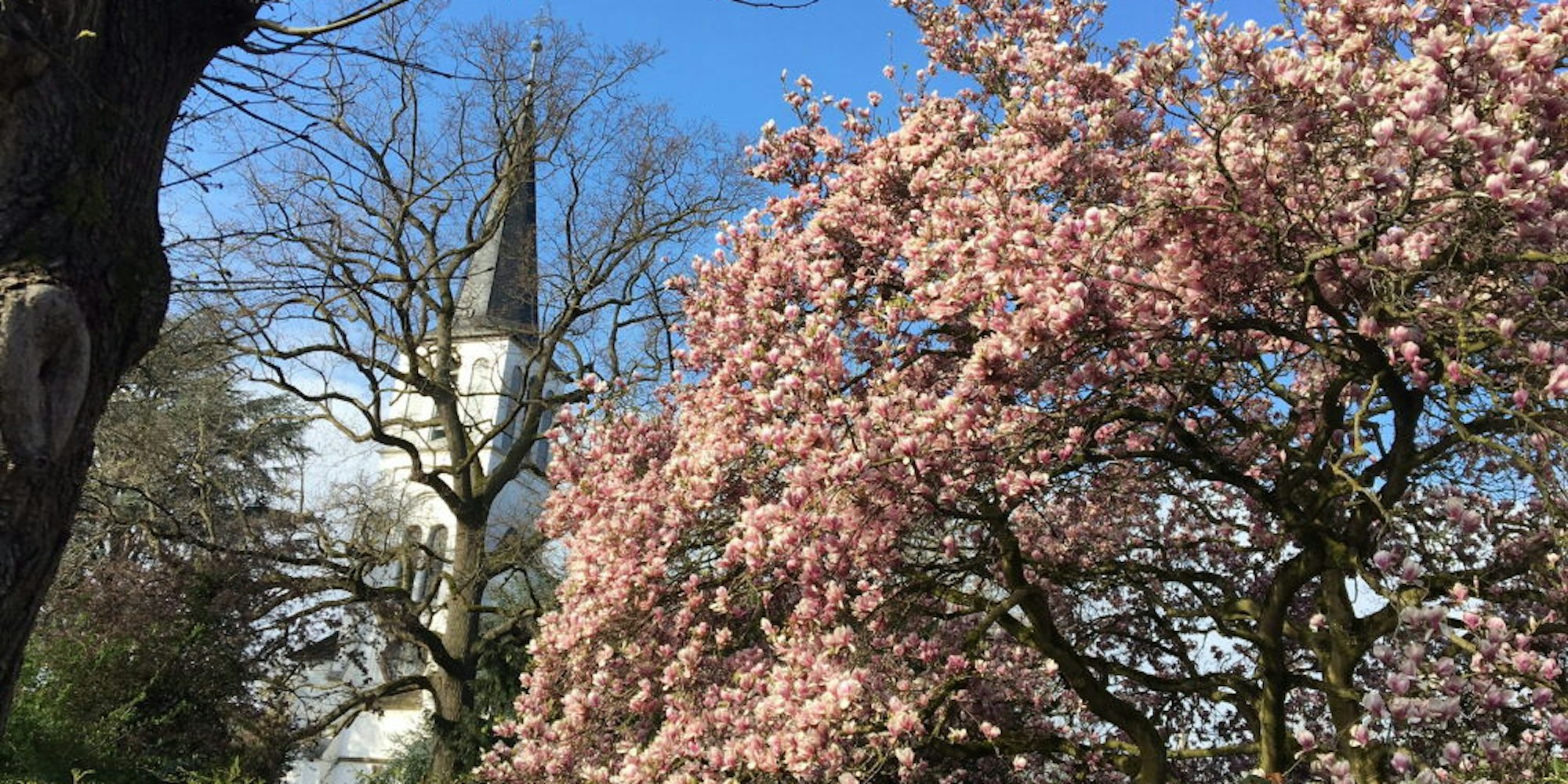 Unweit der Brühler Christuskirche steht eine große Magnolie derzeit in voller Blüte.