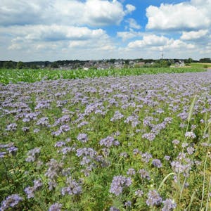Bienenweide bei Witzhelden-Kuhle: Der Ackerrandstreifen neben der L 294 mit blühenden Phacelia wird auch noch Sonnenblumen hervorbringen.