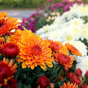 Blumen in Rot, Orange oder Gelb sorgen in der dunklen Jahreszeit für farbige Akzente.