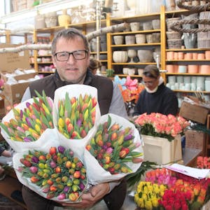 Aus diesen Tulpen werden Strüßje. Inhaber Dirk Jonas zeigt die Blumen, die alle noch zu Strüßje gebunden werden.
