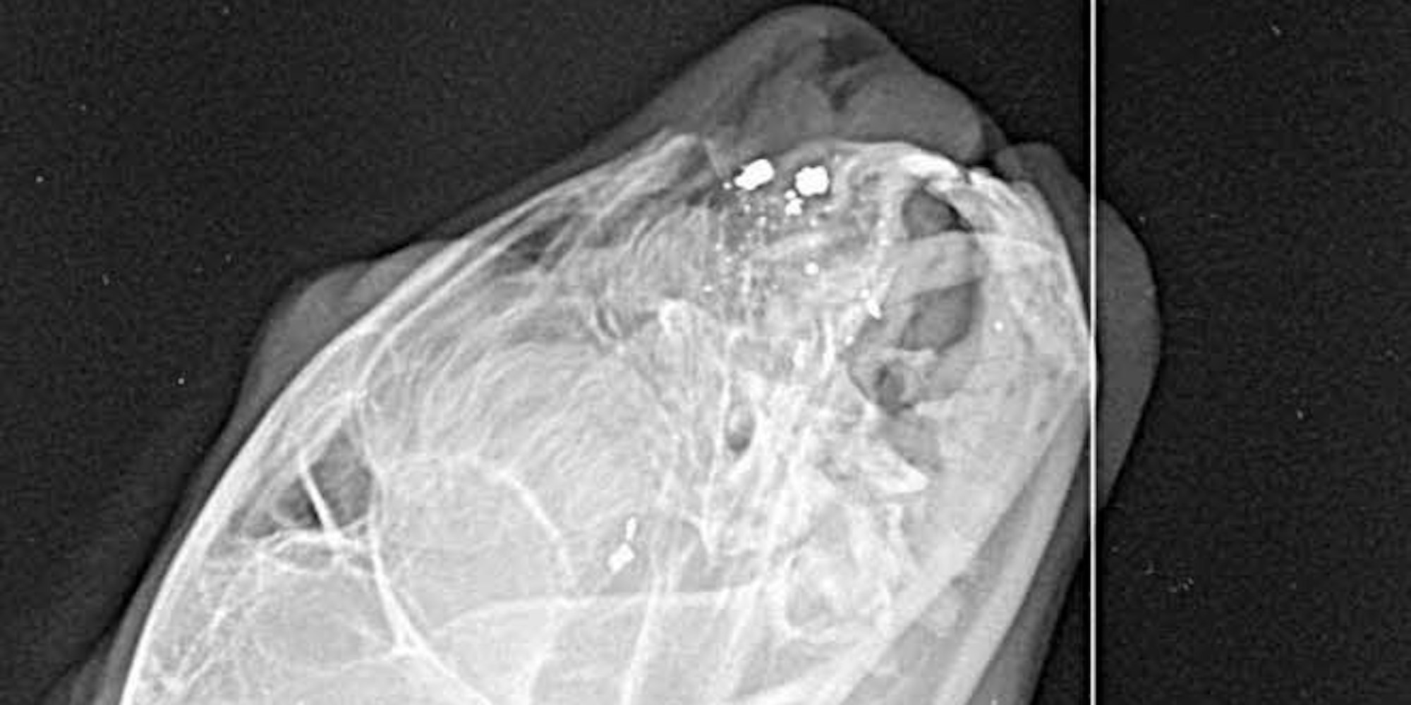 Einige Schrotkugeln (helle Punkte) im Kopf der Katze liegen so ungünstig, dass man sie nicht entfernen kann, wie das Röntgenbild zeigt.