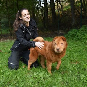 Nur in gute Hände abzugeben: Mitarbeiterin Ruth Glees mit einem der Hunde aus dem Tierheim Koppelweide.