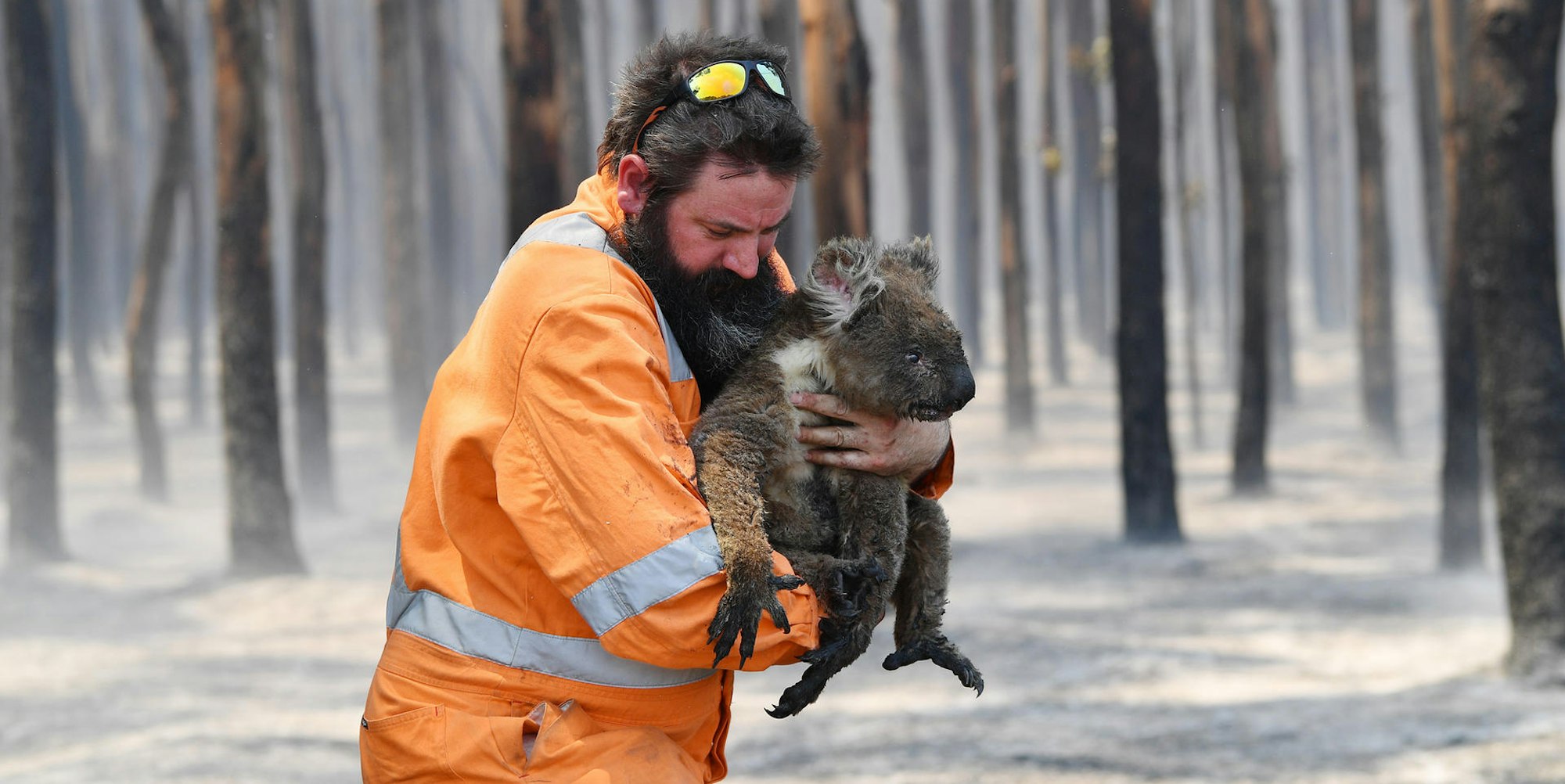Kangaroo Island Koala Feuerwehrmann