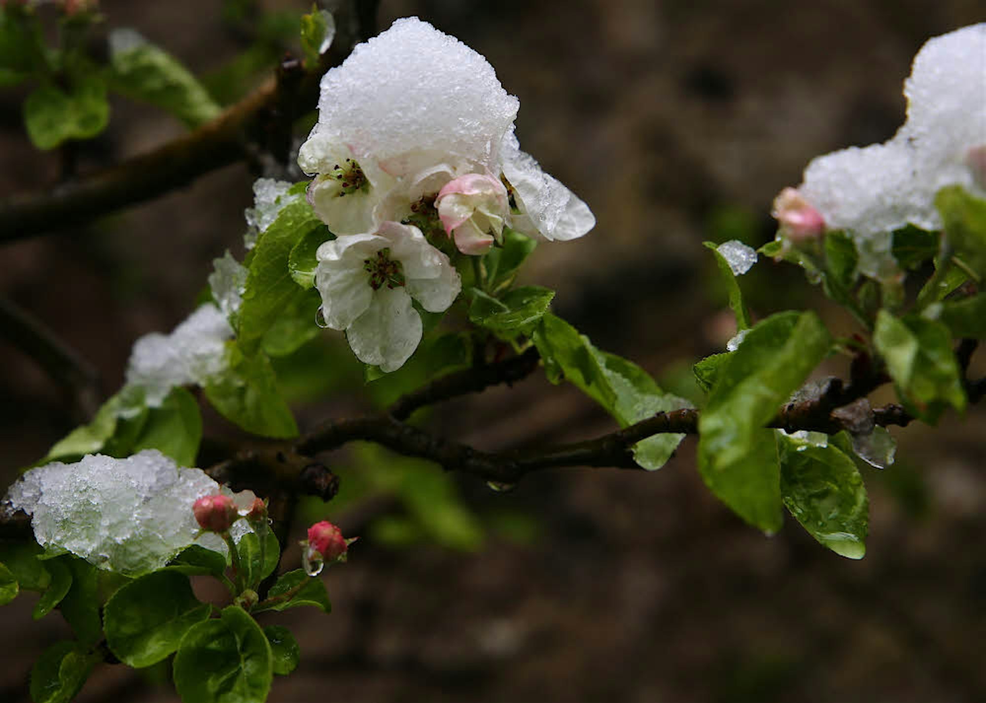 Eine weiße Haube auf den Obstblüten ist im Mai für die Eifel keineswegs ungewöhnlich.