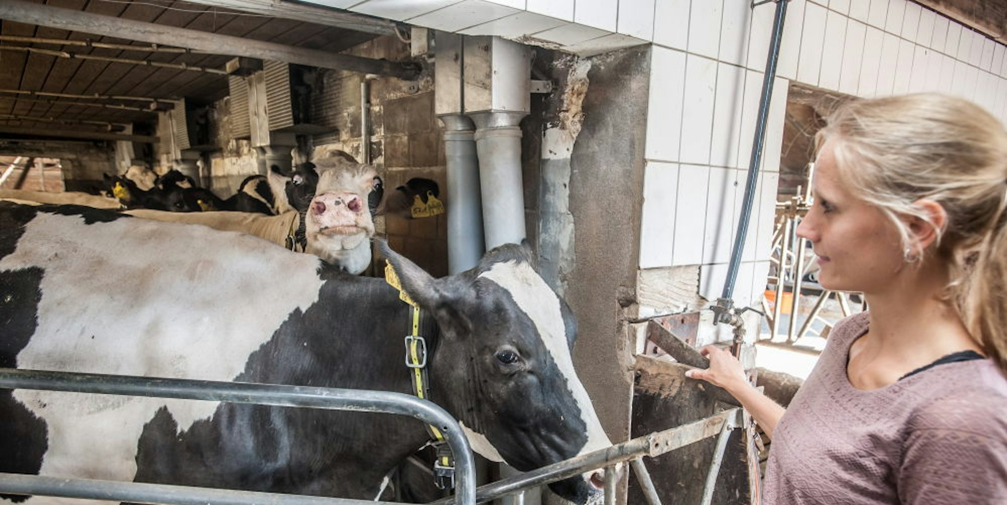 Etwa 180 Kühe halten Marina Dickhoven und ihre Familie.