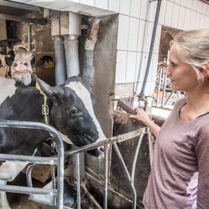 Etwa 180 Kühe halten Marina Dickhoven und ihre Familie.