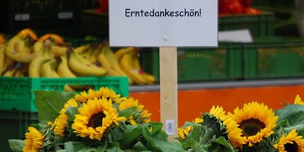1500 Sonnenblumen warten auf den Ökomärkten auf die Kunden.