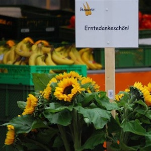 1500 Sonnenblumen warten auf den Ökomärkten auf die Kunden.