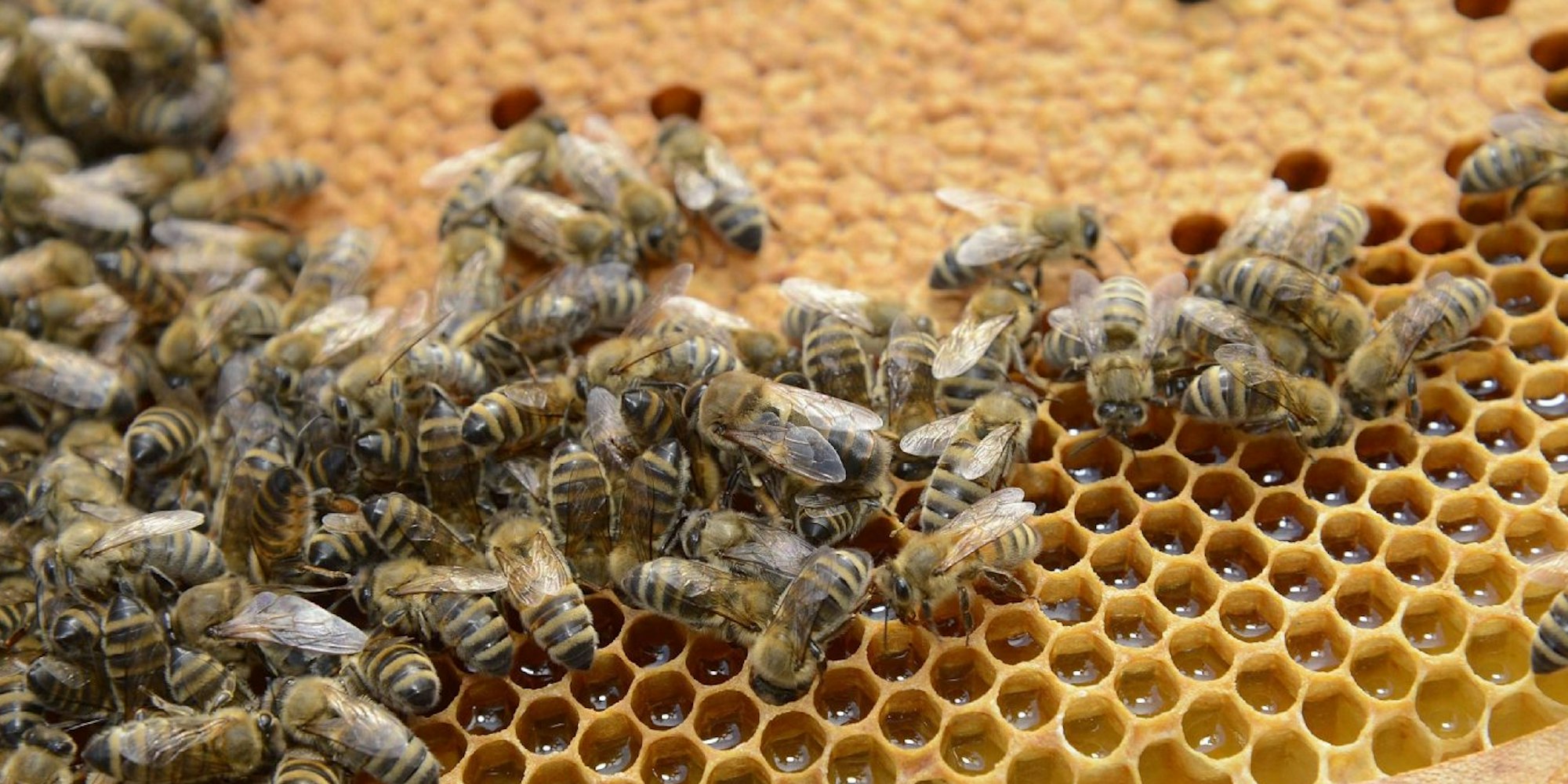 Bienenstiche kommen seltener vor als Wespenstiche.