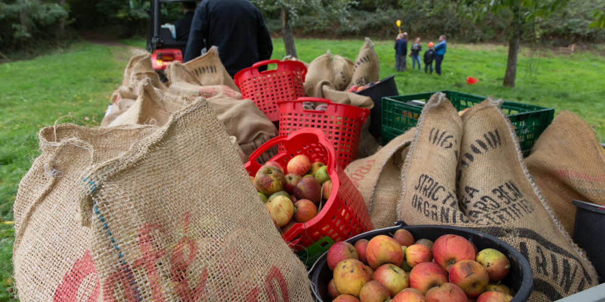 Reiche Ernte in Oberdollendorf: die Äpfel werden mit einem Traktor abtransportiert.