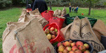 Reiche Ernte in Oberdollendorf: die Äpfel werden mit einem Traktor abtransportiert.