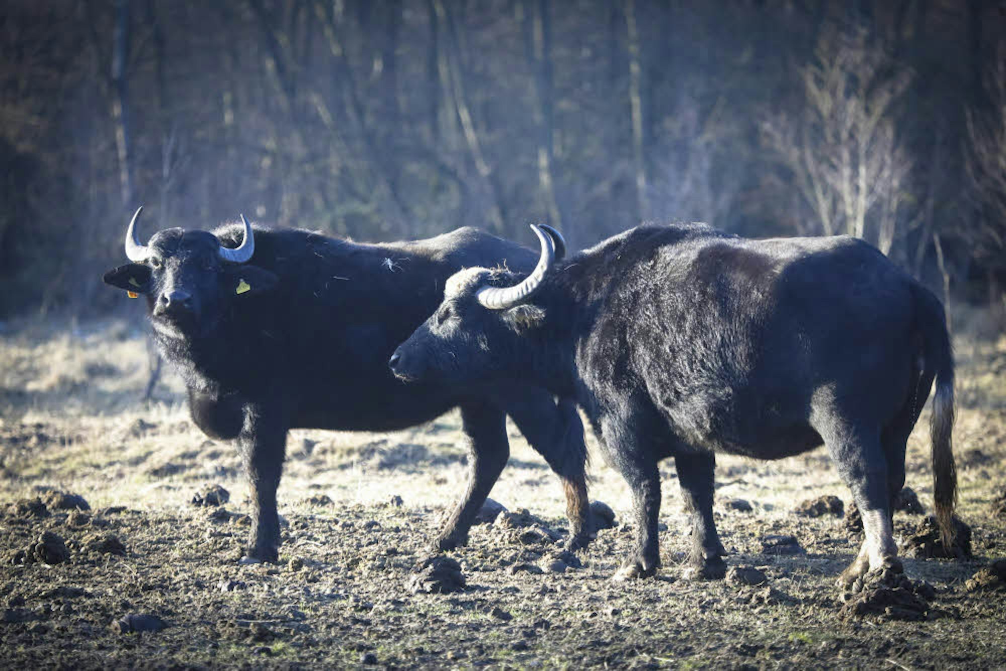 Auf den Ausgleichsflächen in der Wahner Heide leben auch Wasserbüffel.