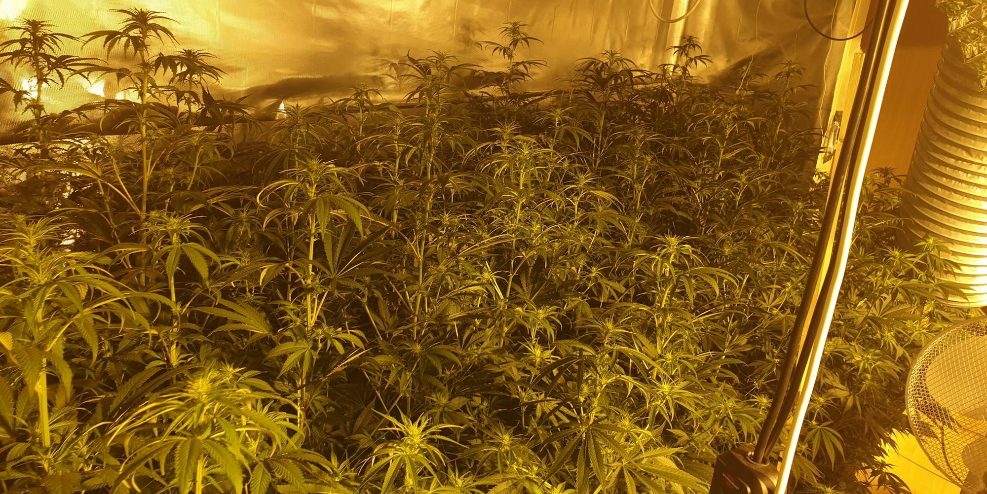 Cannabis-Plantage_Foto_Polizei_REK