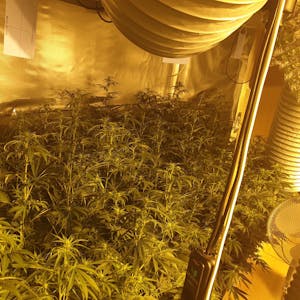 Cannabis-Plantage_Foto_Polizei_REK