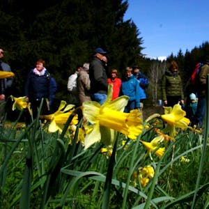 Nicht nur die Narzissenwiesen im Oleftal, Perlenbach- und Fuhrtsbachtal verzeichnen ein erhöhtes Besucheraufkommen.