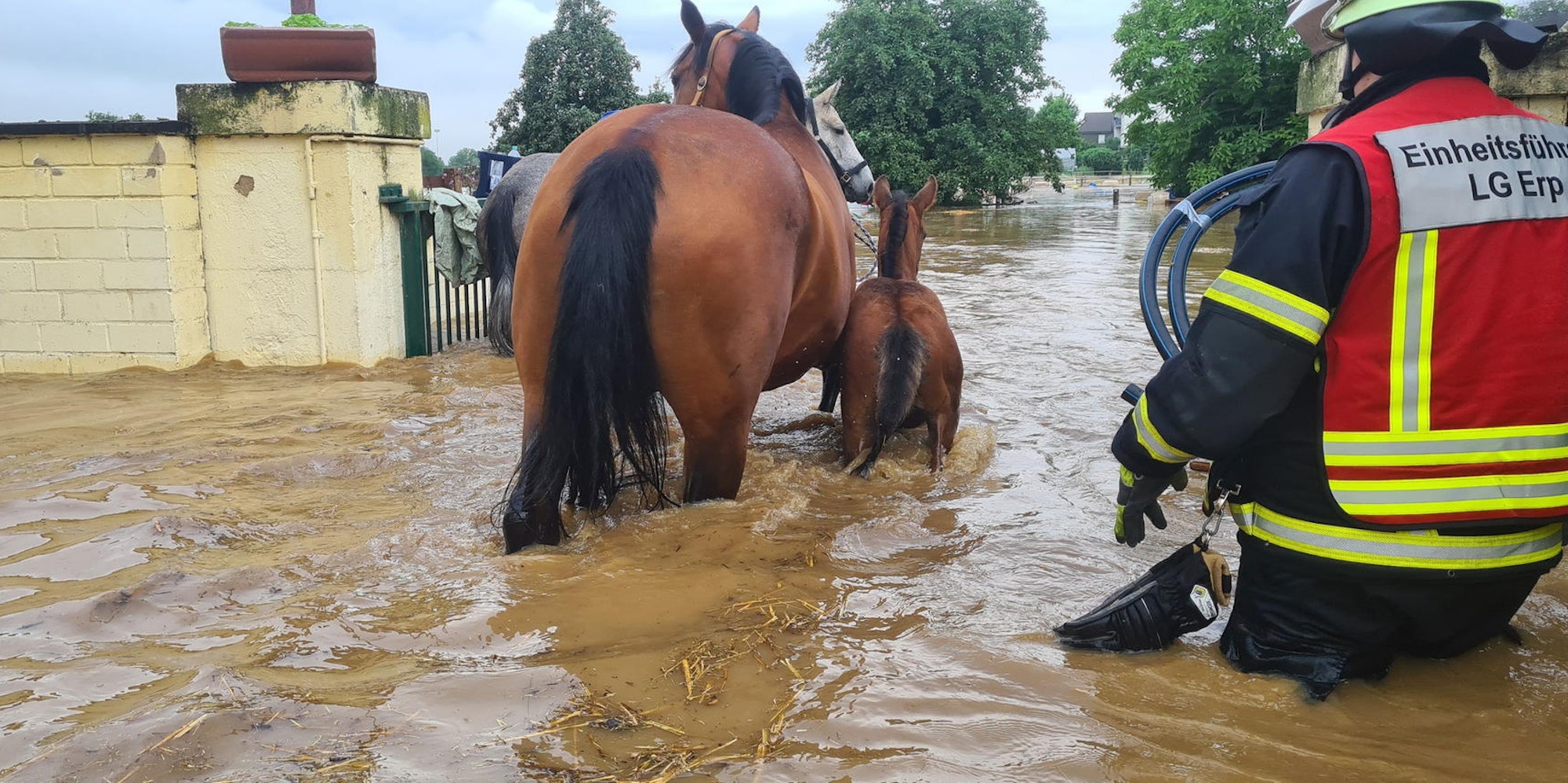 Die Pferde mussten sich am Donnerstagmorgen vor vier Wochen durch die steigenden Fluten kämpfen.