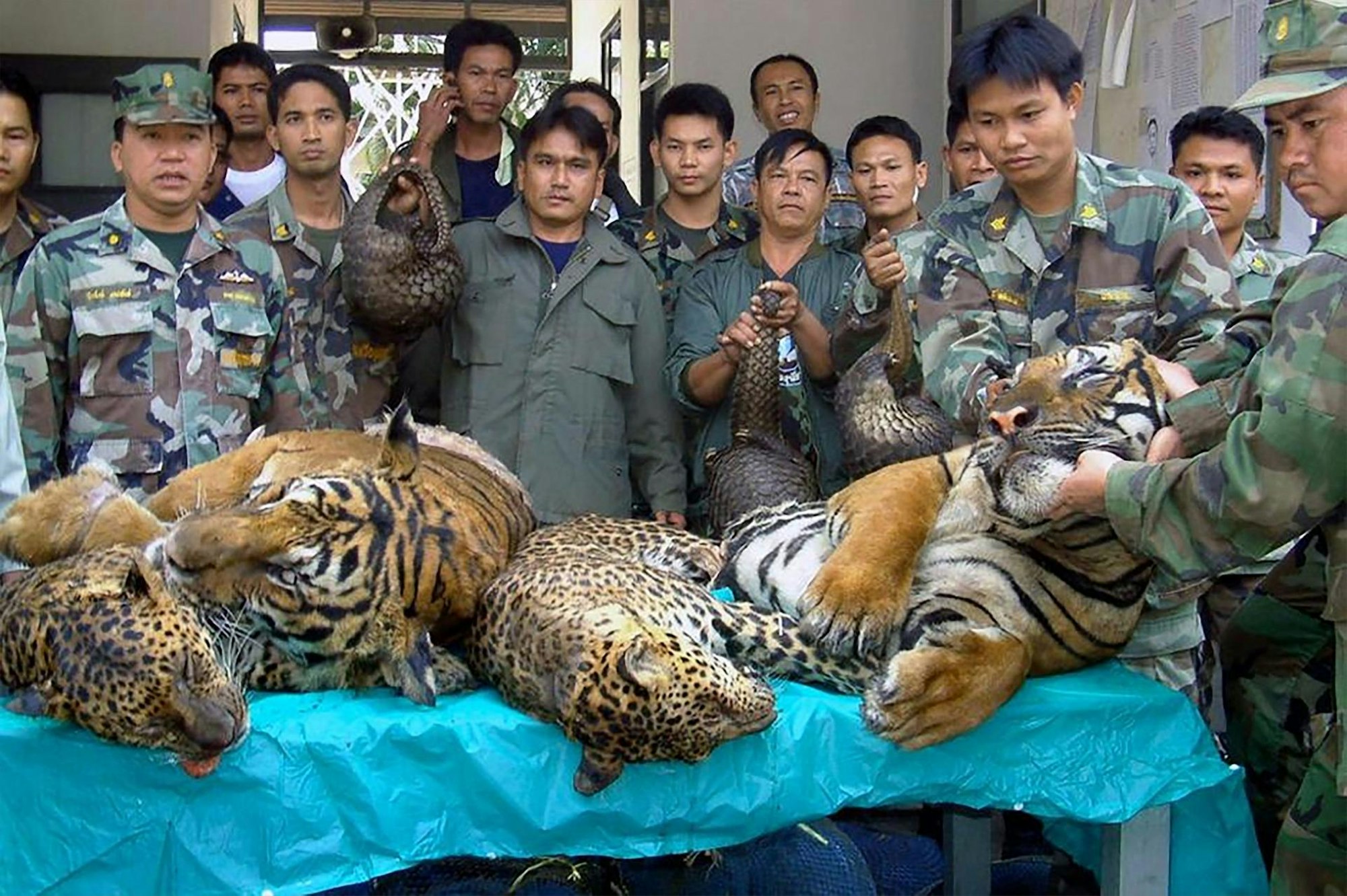Thailand_Tiger_Markt