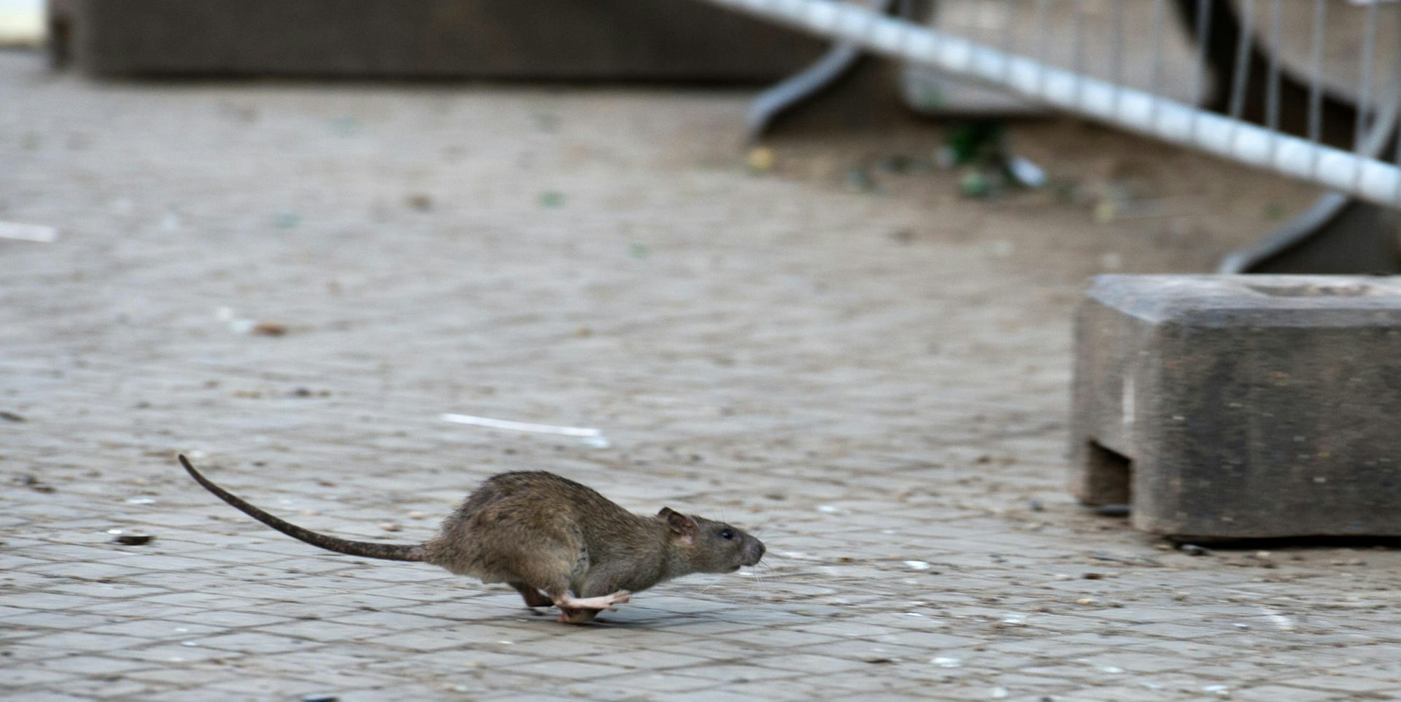 Ratte auf der Straße dpa