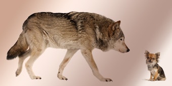 Optisch völlig verschieden, genetisch fast identisch: Wolf und Chihuahua
