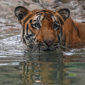 Tiger AFP 040122