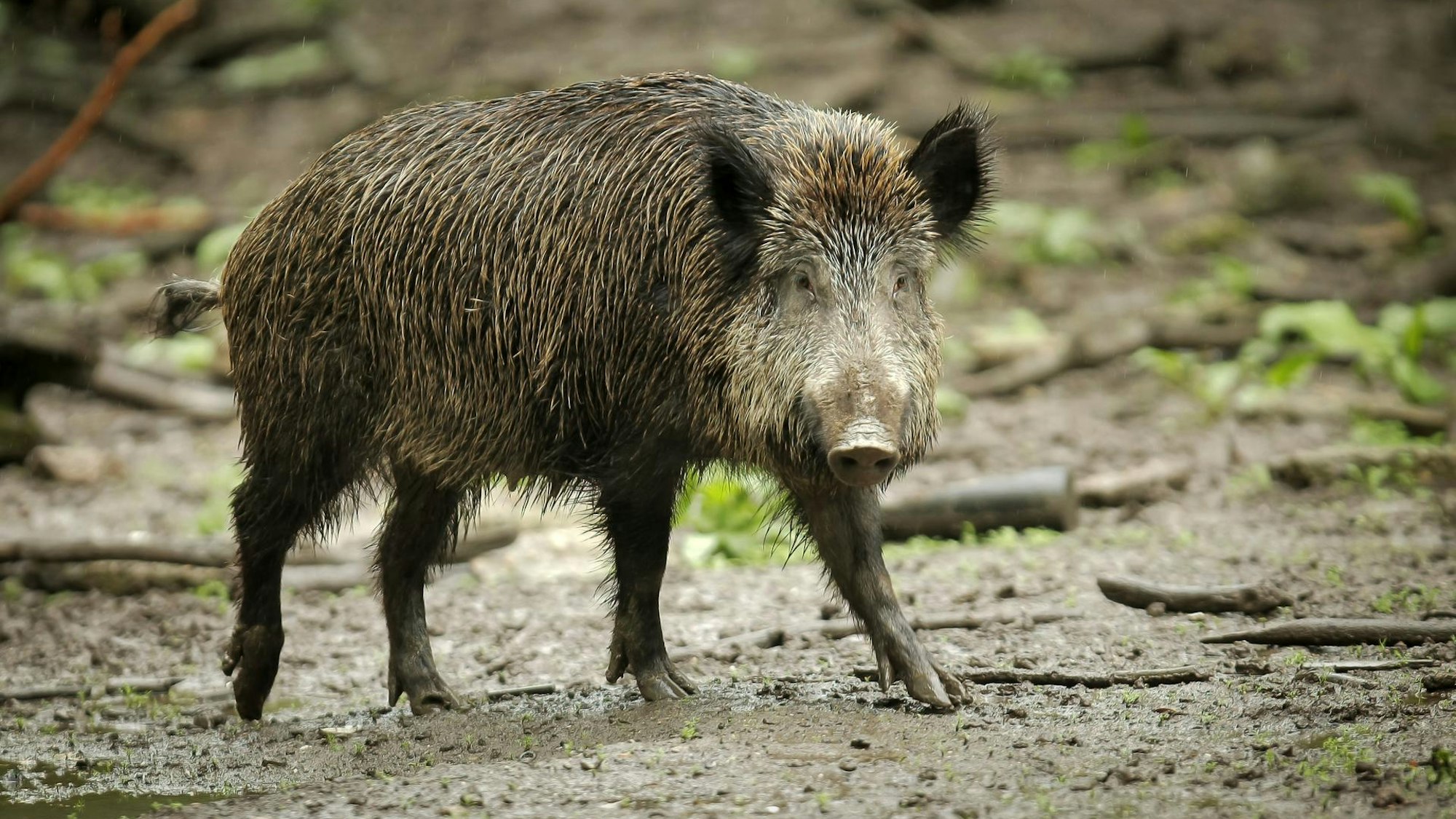 Ein Wildschwein geht über matschigen Boden.