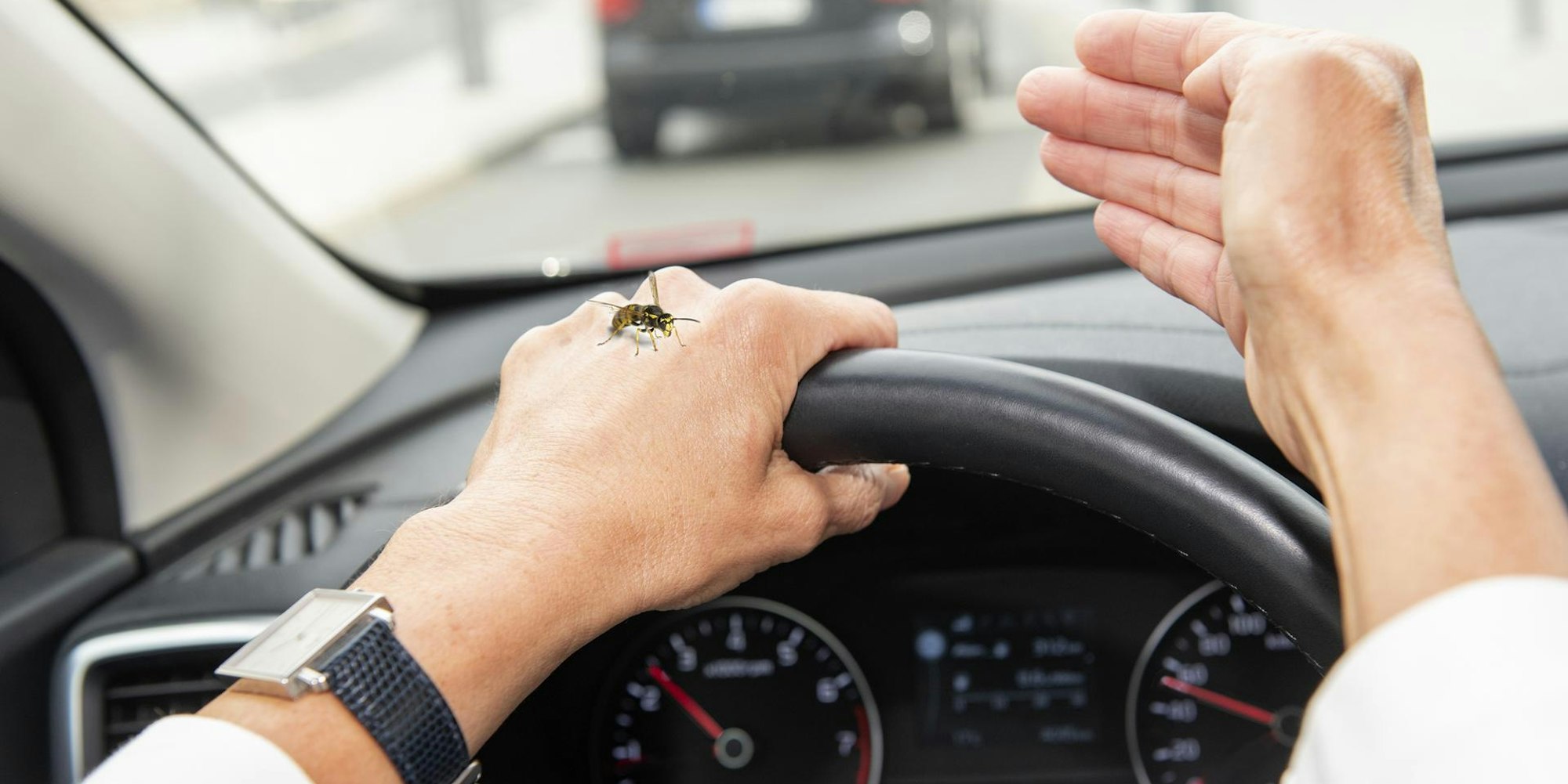 Eine Wespe sitzt auf dem Handgelenk eines Autofahrers