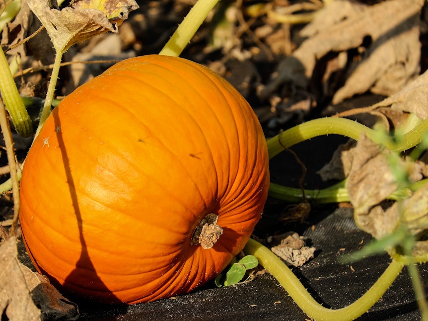pumpkin-1678871_1920
