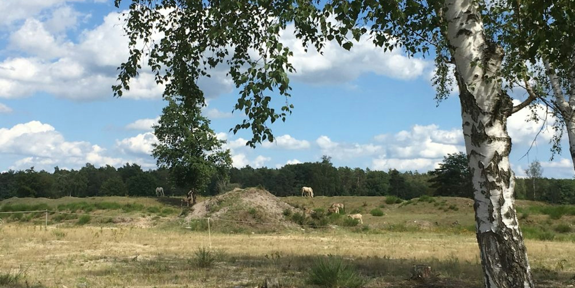 Wo einst die Panzerkaserne Camp Altenrath stand, entwickelt sich nun eine offene Heidefläche.