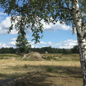 Wo einst die Panzerkaserne Camp Altenrath stand, entwickelt sich nun eine offene Heidefläche.