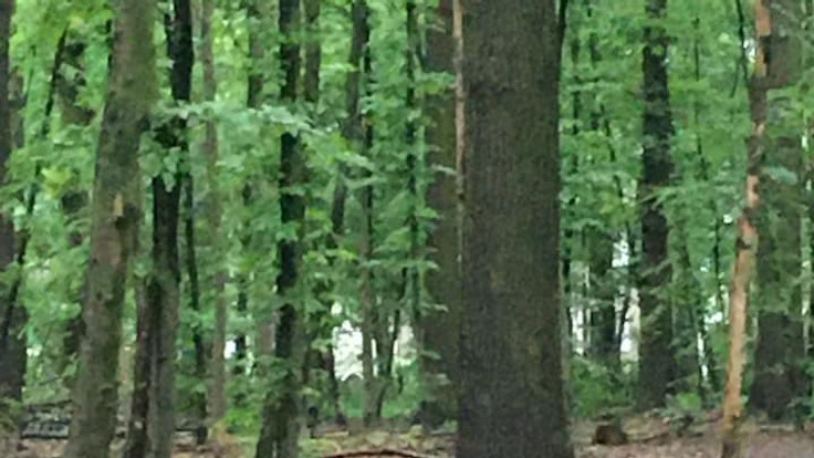 Welpen ausgesetzt im Wald