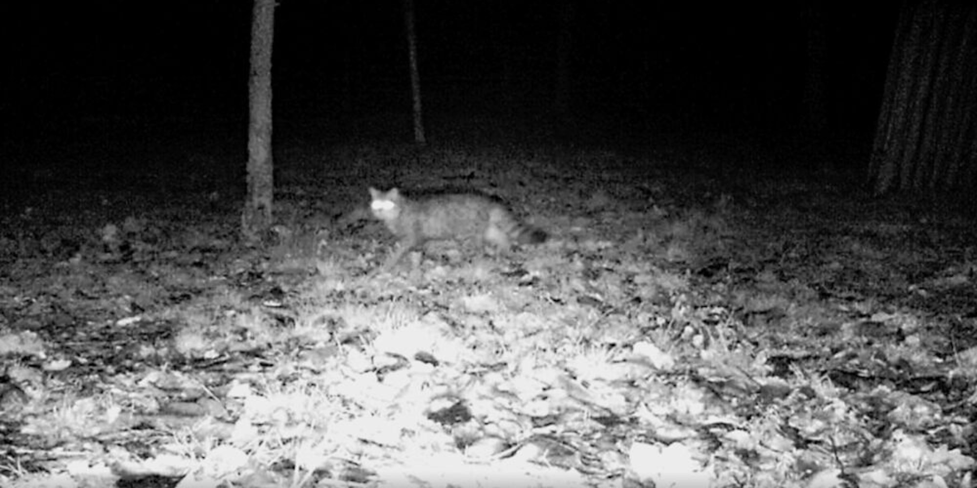 Ein seltener Gast im Museum ist die Wildkatze, die von den Nachtsichtkameras fotografiert wurde.