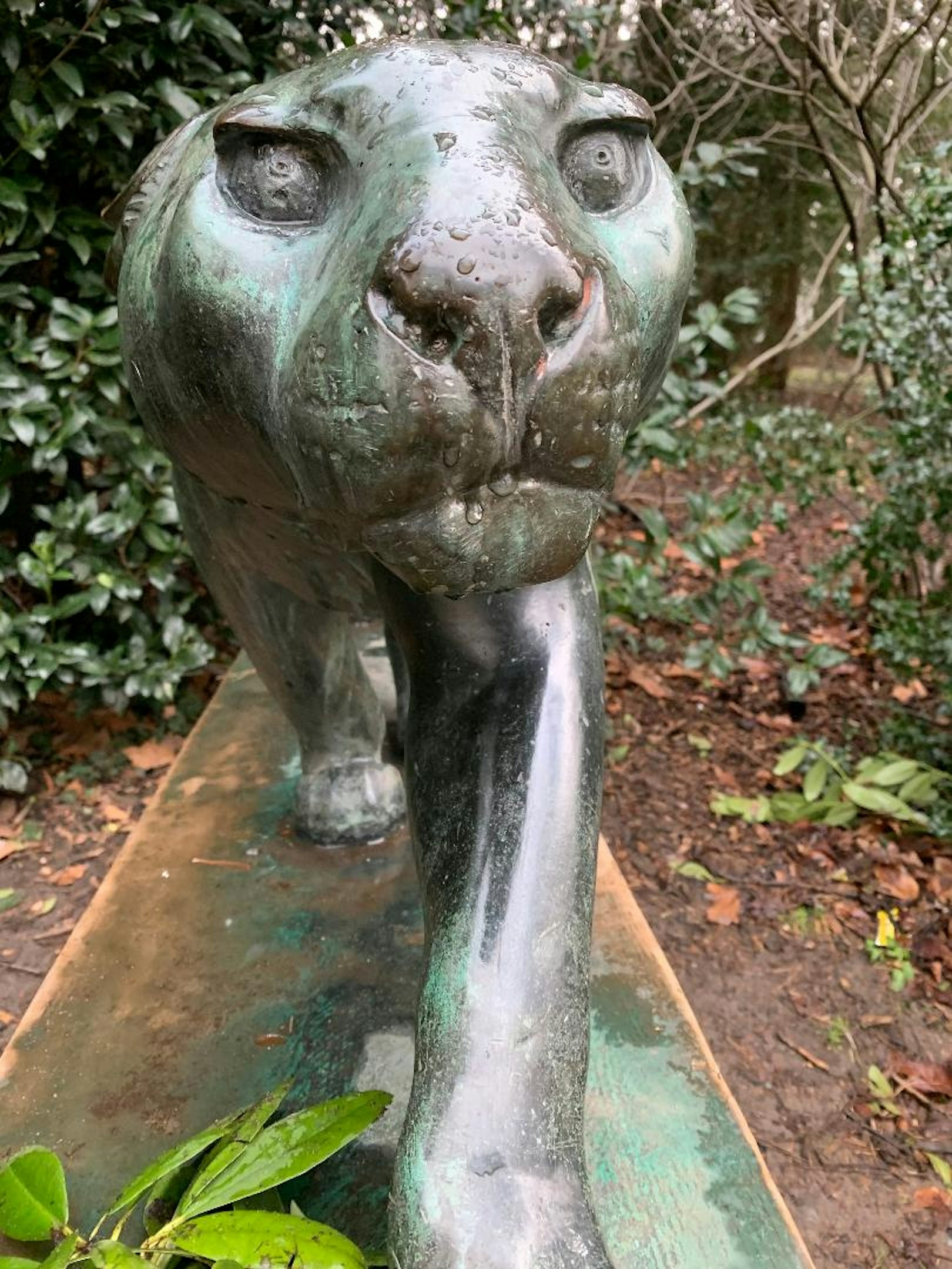 Panther im Südpark