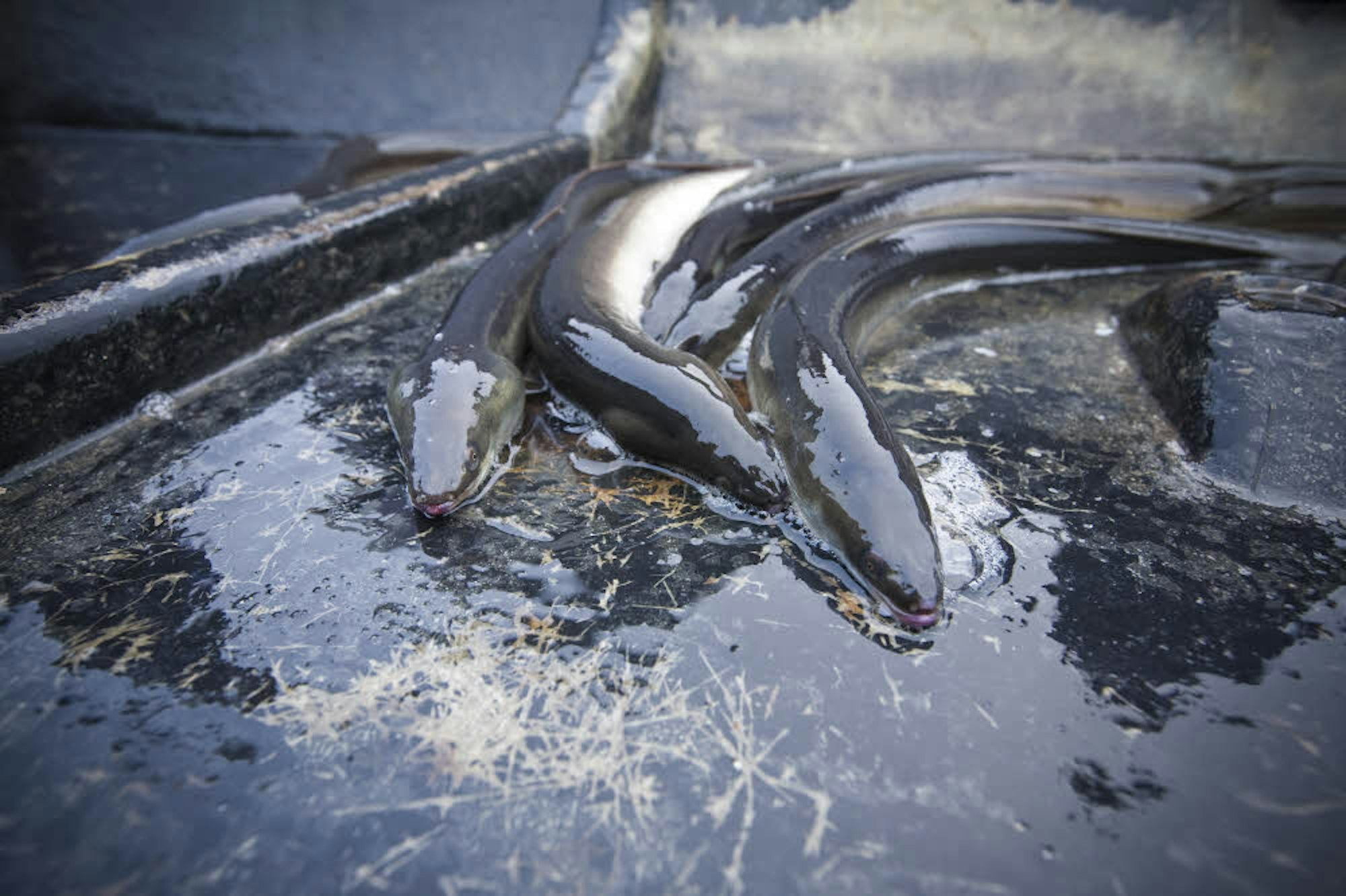Aale sind in unseren Gewässern seltener geworden.