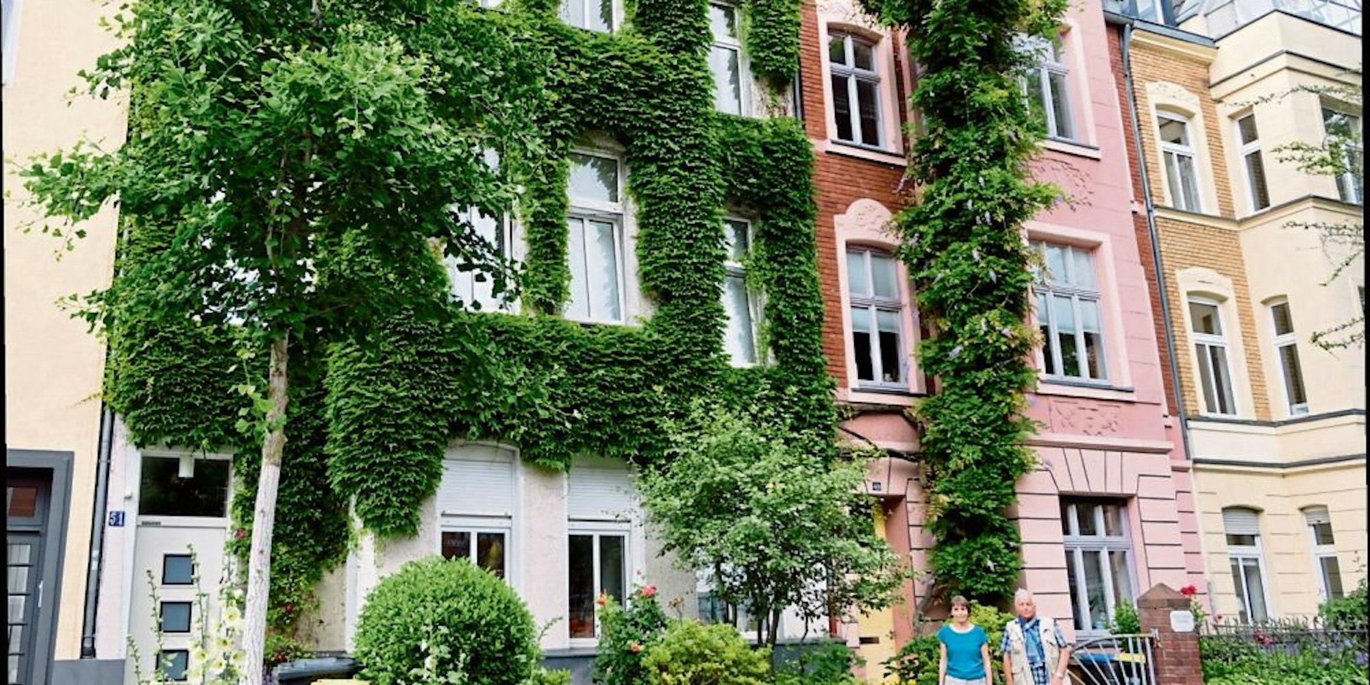 Neben dem blauregengeschmückten Haus mit der Nummer 51 in der Palanterstraße ist das Nachbarhaus mit wildem Wein überwuchert, der anders als der Blauregen, ohne weitere Hilfe die Fassade hochklettert.