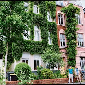 Neben dem blauregengeschmückten Haus mit der Nummer 51 in der Palanterstraße ist das Nachbarhaus mit wildem Wein überwuchert, der anders als der Blauregen, ohne weitere Hilfe die Fassade hochklettert.