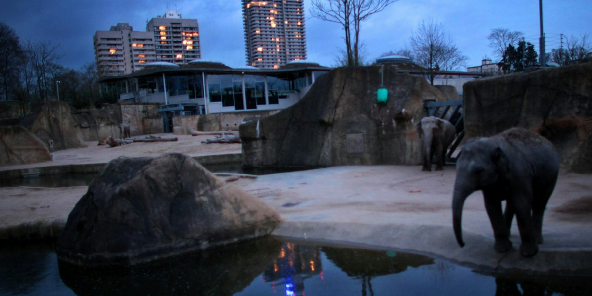 Der Kölner Zoo ist bei Nacht besonders aufregend.
